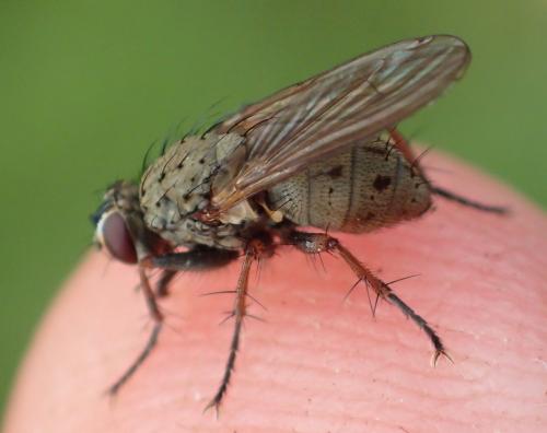 Réf. 223 139 : Coenosia tigrina